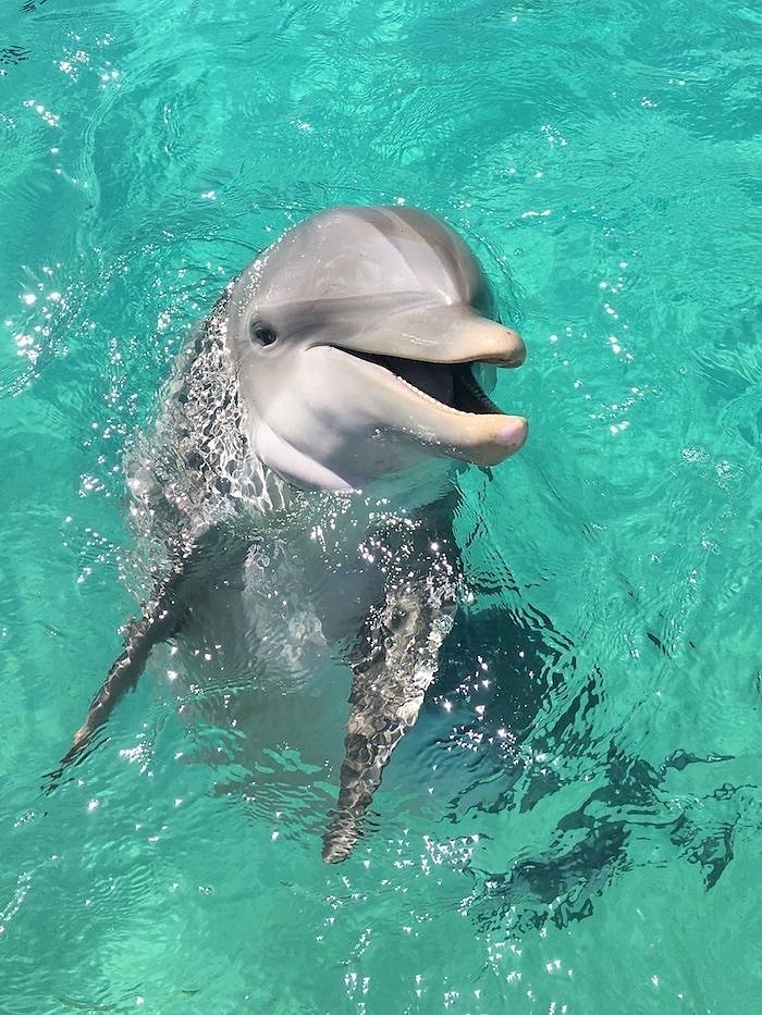 Dolphin Bay in Dubai